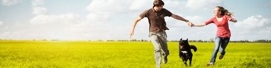 toptan köpek maması