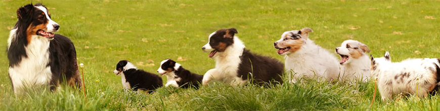 toptan köpek maması satışı