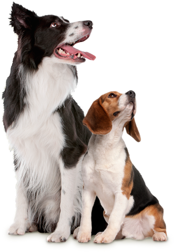 Sevimli Evcil Dostlarımıza Destek Olalım