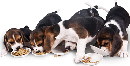 Köpek Maması Markaları